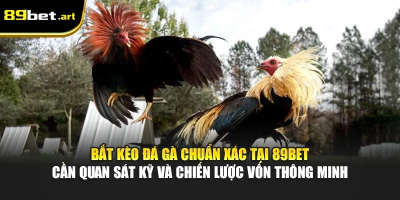 Đá Gà 89Bet - Trận Đấu Đỉnh Cao, Thắng Lớn Mỗi Ngày