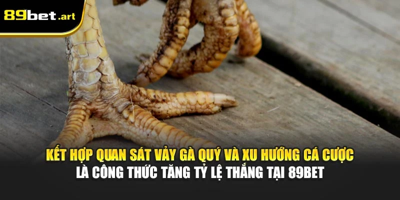 Vảy Gà Quý - Nhận Diện Chiến Kê Khả Năng Thắng Cao Tại 89Bet