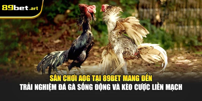 AOG Đá Gà 89Bet - Đặt Kèo Cực Chuẩn, Nhận Tiền Tức Thì